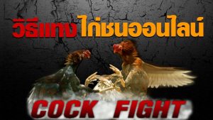การเล่นไก่ชนออนไลน์ วิธีที่ยังไม่รู้