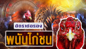 ไก่ชนออนไลน์